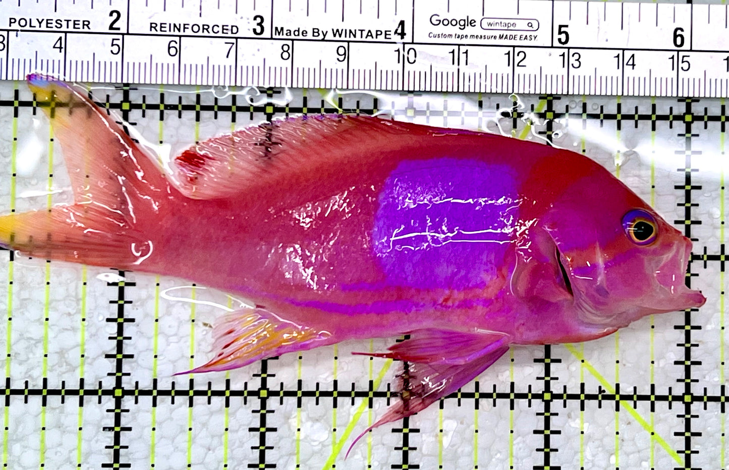 Squareback Anthias (Male) SAM112302 WYSIWYG Size: L 5"