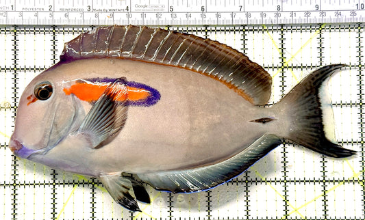 Orange Shoulder Tang OST100602 WYSIWYG Size: XXXL/Show Adult 9.25" approx