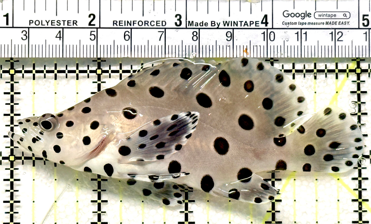 Panther Grouper PG100602 WYSIWYG Size: M 4" approx