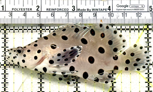 Panther Grouper PG100602 WYSIWYG Size: M 4" approx