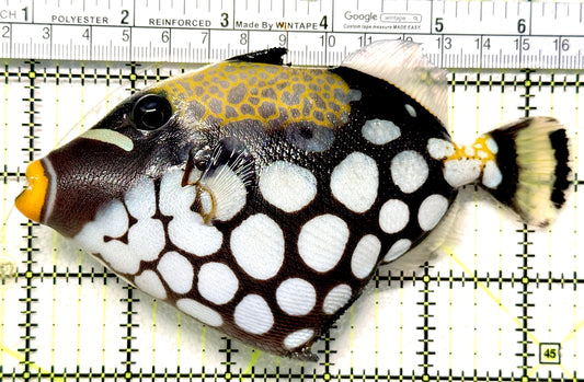 Clown Triggerfish CT100601 WYSIWYG Size: L 5.75" approx