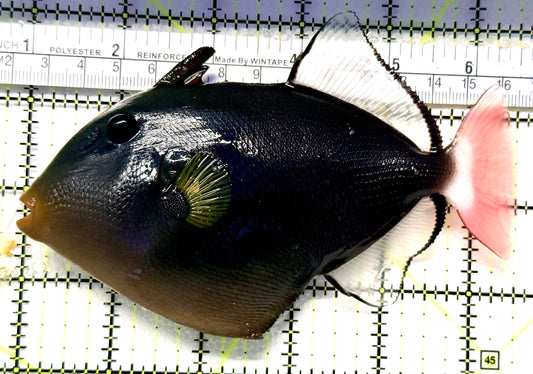 Pink Tail Triggerfish PTT100601 WYSIWYG Size: XL 5.5" approx