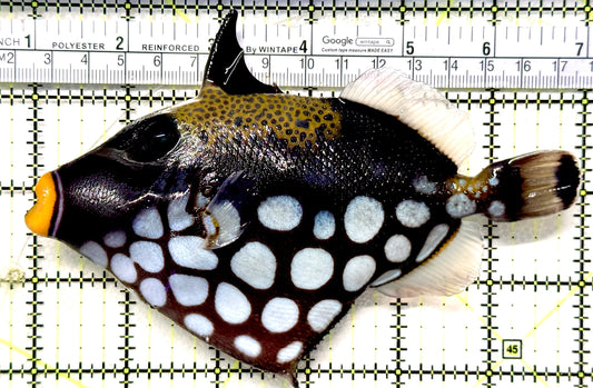 Clown Triggerfish CT100602 WYSIWYG Size: XL 6.25" approx
