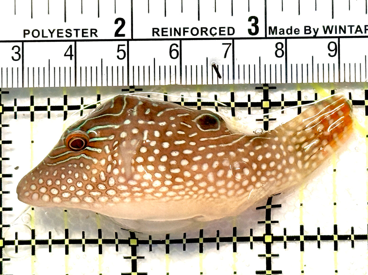 Pearl Toby Pufferfish PTP100601 WYSIWYG Size: M 2.5" approx