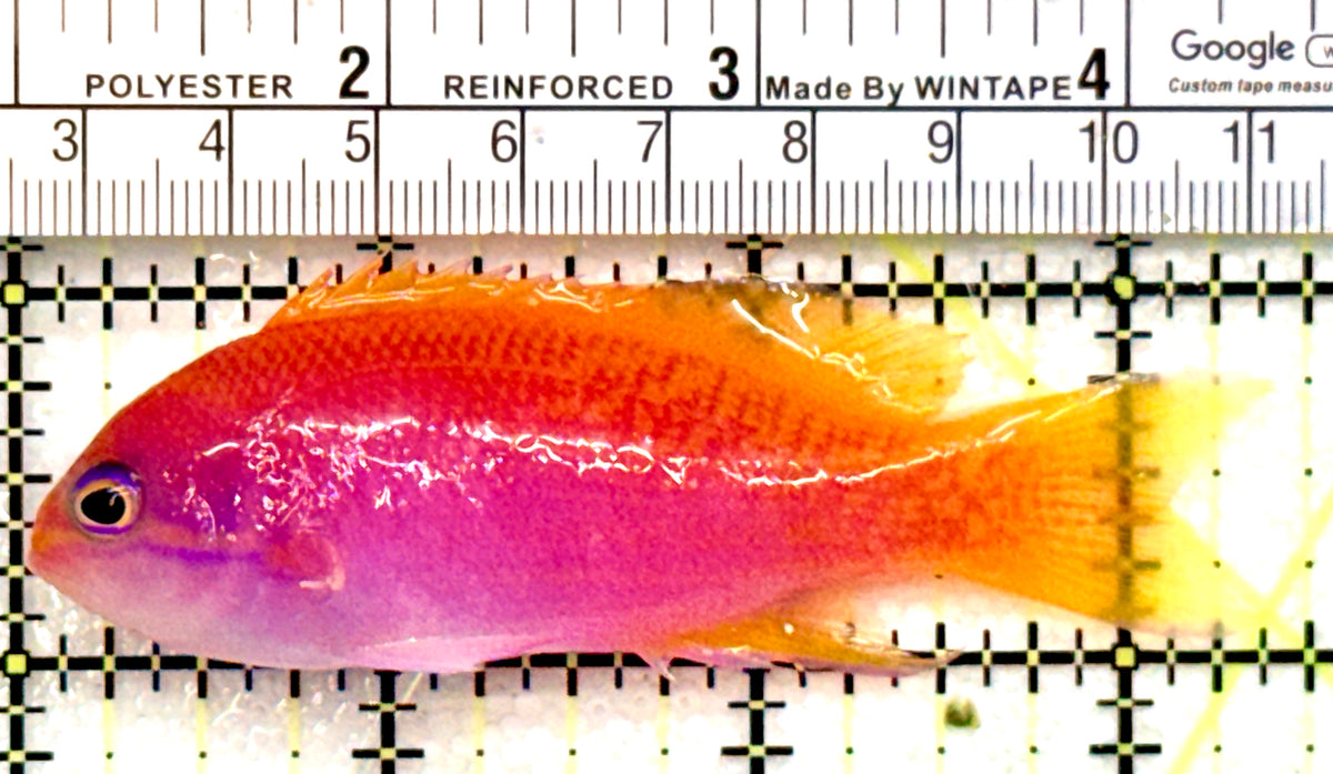 Bimaculatus Anthias Female BAF100701 WYSIWYG Size: XL 3.5" approx