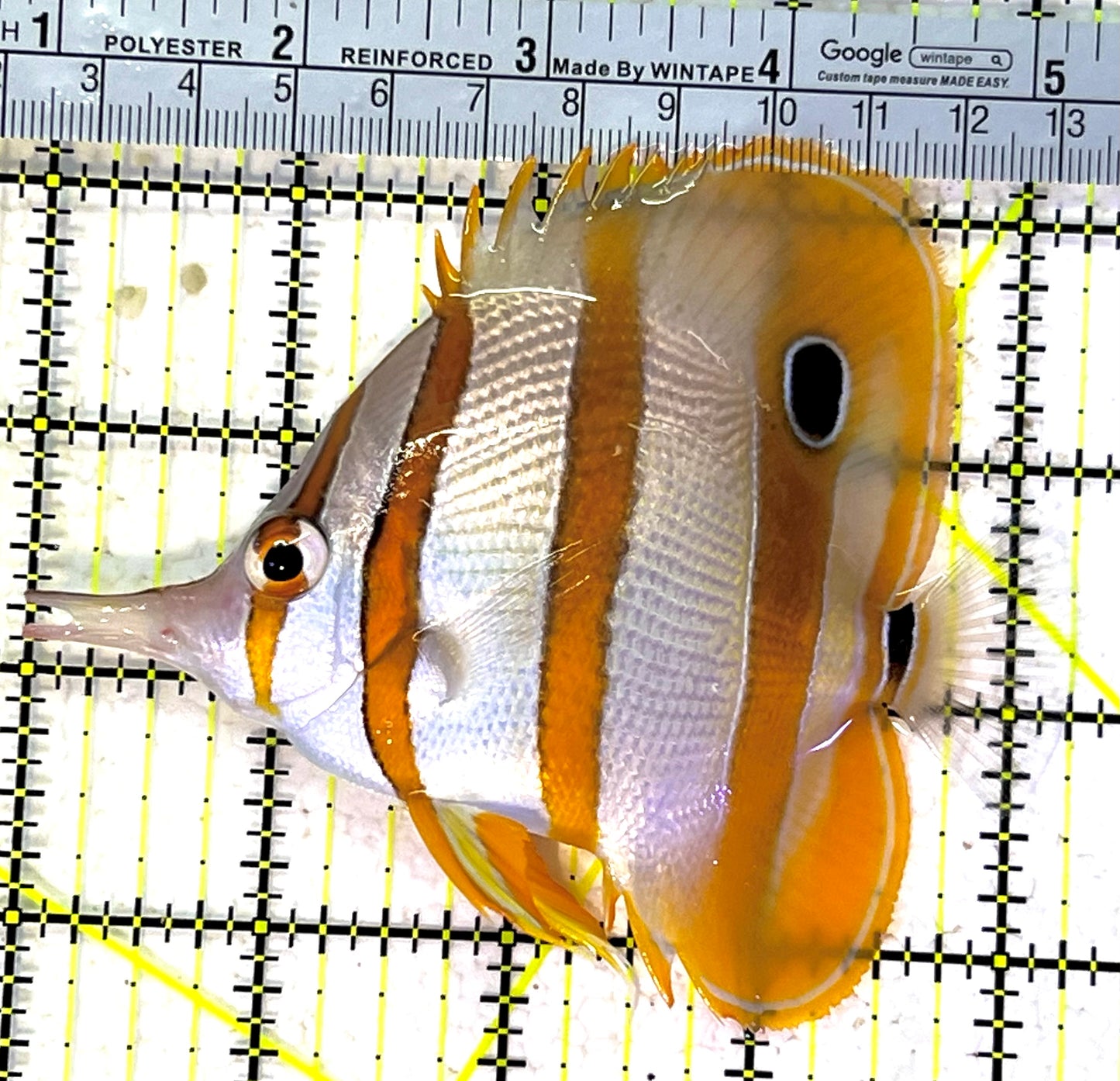 Copperband Butterflyfish CB120901 WYSIWYG Size: XL 4.25" approx
