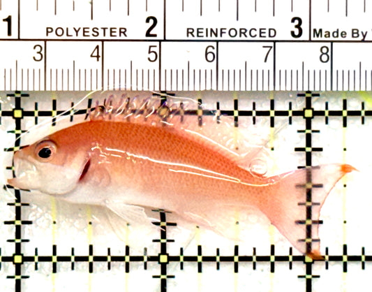 Stocky Anthias Female SAF100701 WYSIWYG Size: L 2.25" approx