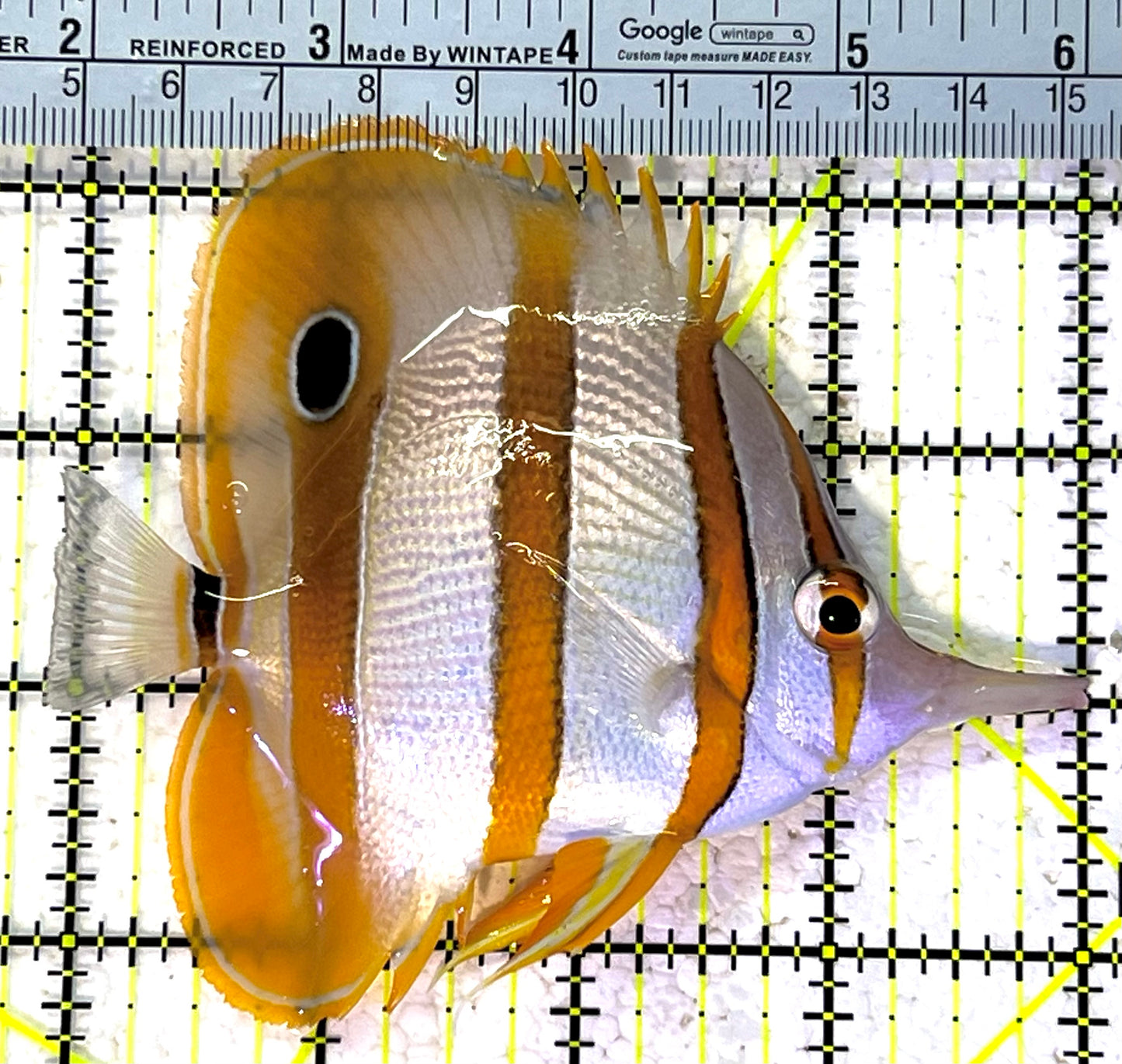 Copperband Butterflyfish CB120901 WYSIWYG Size: XL 4.25" approx