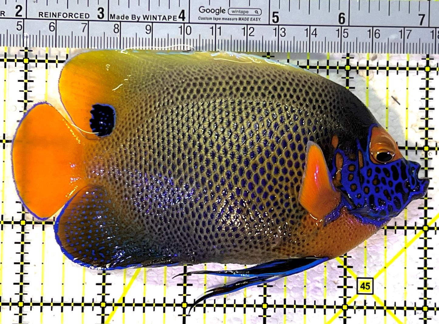 Blueface Angelfish Adult (Sumatra Vibrant Colors) BAA120901 WYSIWYG Size: XL 5.25" approx
