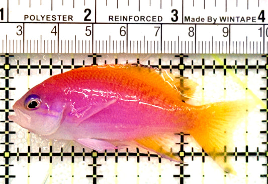 Bimaculatus Anthias Female BAF100702 WYSIWYG Size: XL 3" approx