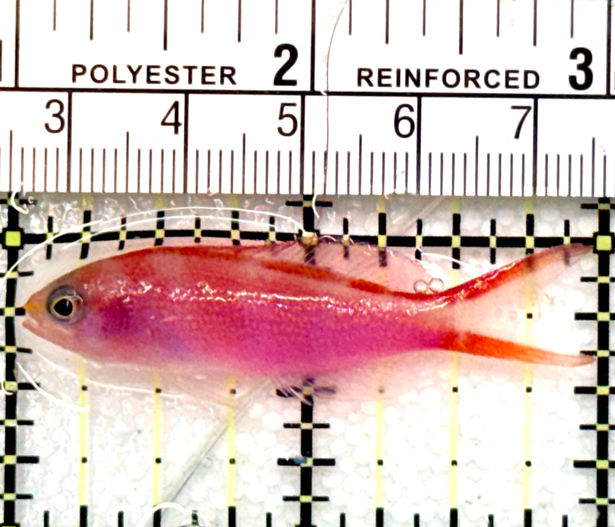 Red Saddled Anthias RSA100701 WYSIWYG Size: M 2" approx
