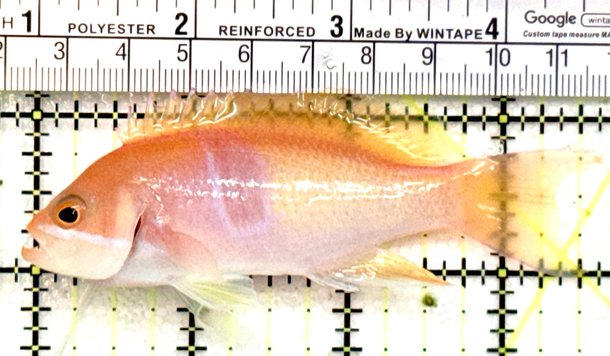 Tricolor Red Belt Anthias Male TRBA100701 WYSIWYG Size: L 3.5" approx