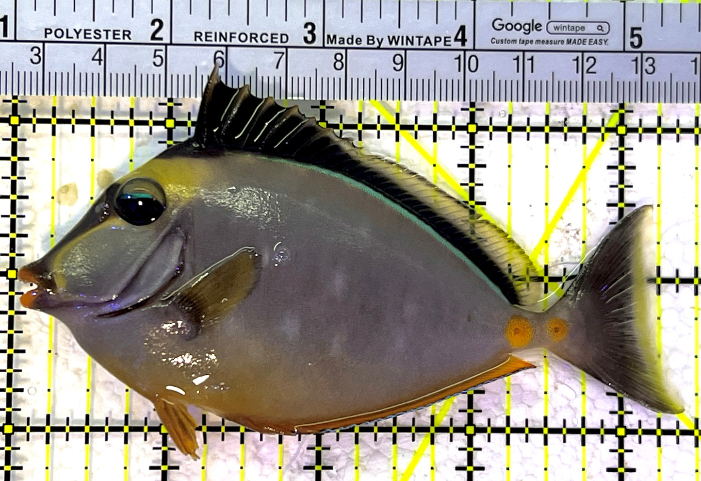 Naso Tang NT120901 WYSIWYG Size: ML 4.5" approx