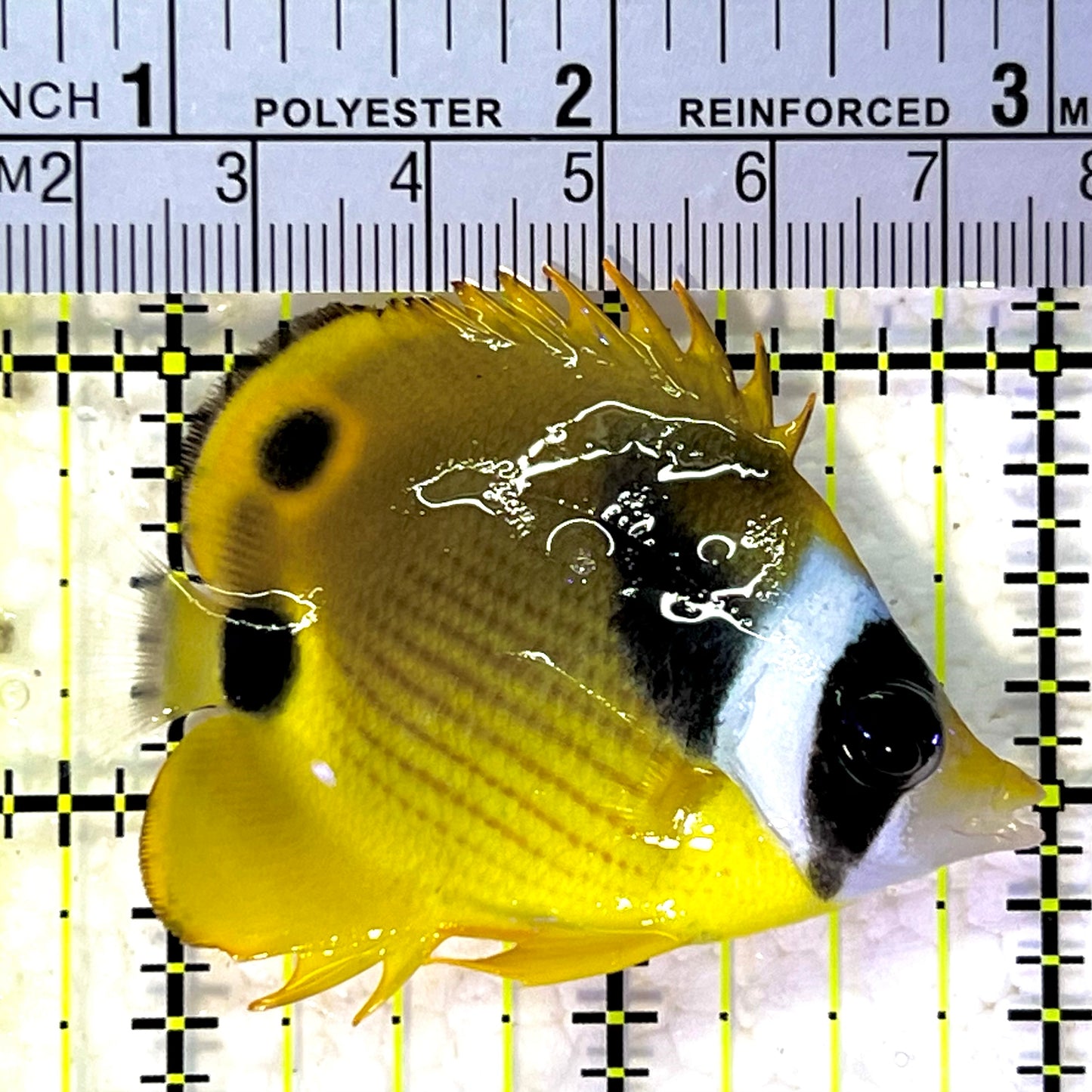 Raccoon Butterflyfish RB120901 WYSIWYG Size: SM 2.25" approx