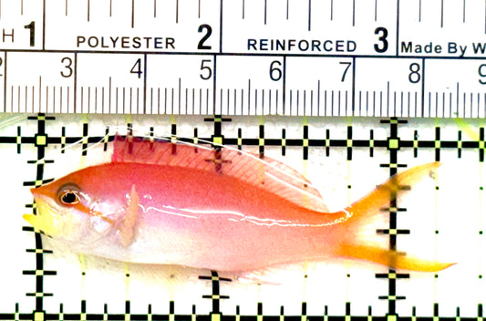 Dispar Anthias DA100701 WYSIWYG Size: L 2.25" approx