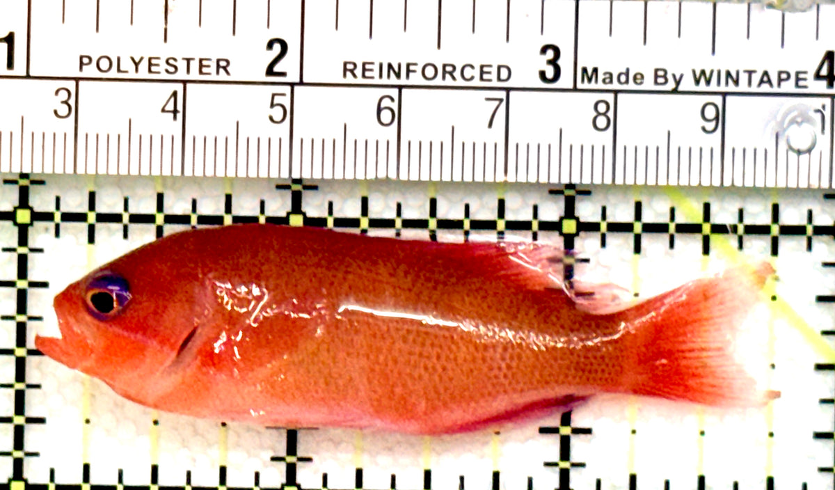 Red Bar Cooperi Anthias (Female) RBCA100701 WYSIWYG Size: M 2.75" approx