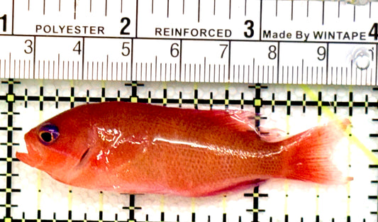 Red Bar Cooperi Anthias (Female) RBCA100701 WYSIWYG Size: M 2.75" approx