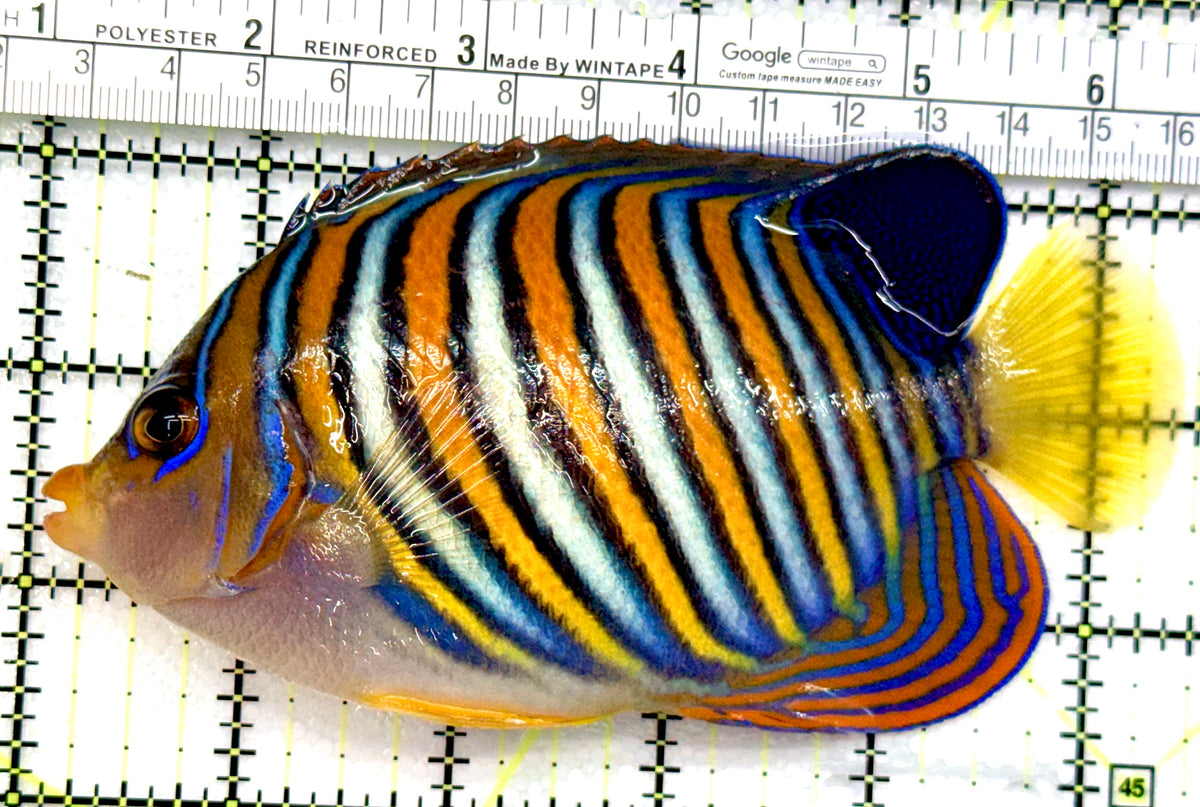 Regal Angelfish RA100601 WYSIWYG Size: XL 5.5" approx