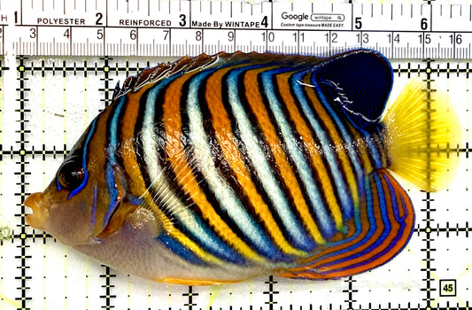 Regal Angelfish RA100602 WYSIWYG Size: XL 5.5" approx