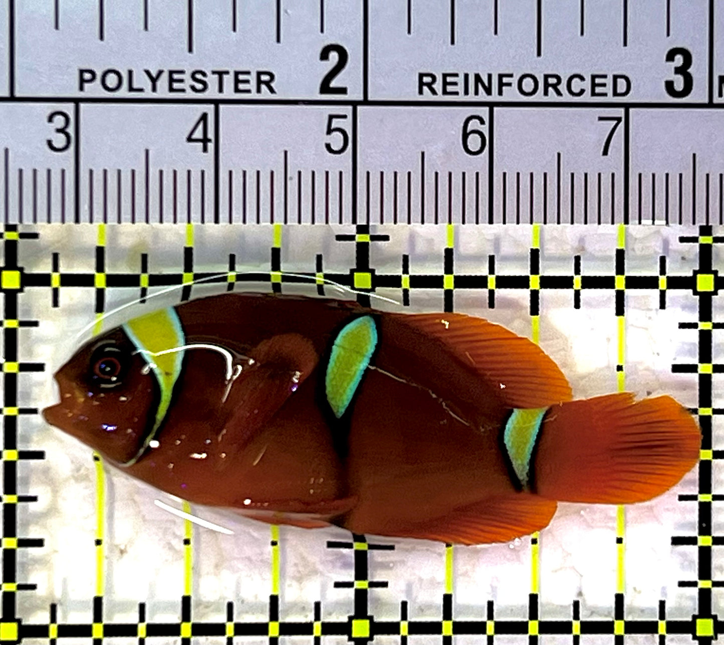 Gold Bar Maroon Clownfish Bali Grade A (Wild Caught) GBMCBGA120901 WYSIWYG Size: M 2" approx