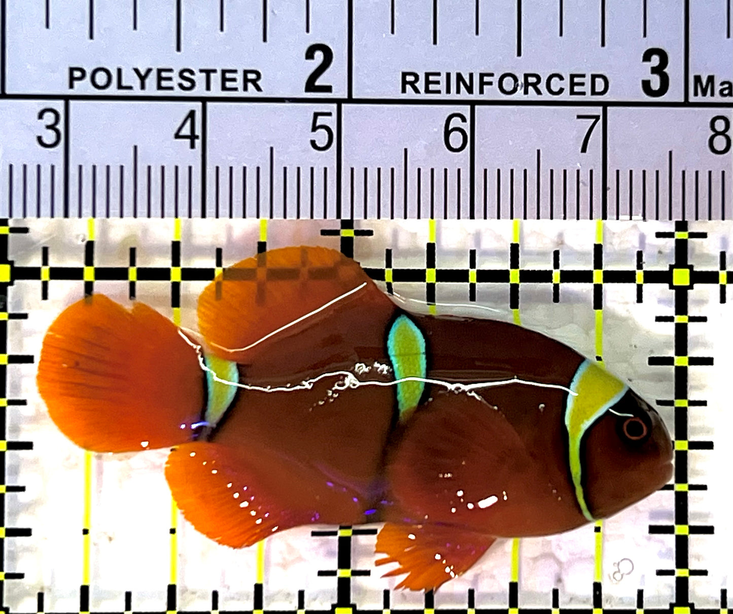 Gold Bar Maroon Clownfish Bali Grade A (Wild Caught) GBMCBGA120901 WYSIWYG Size: M 2" approx