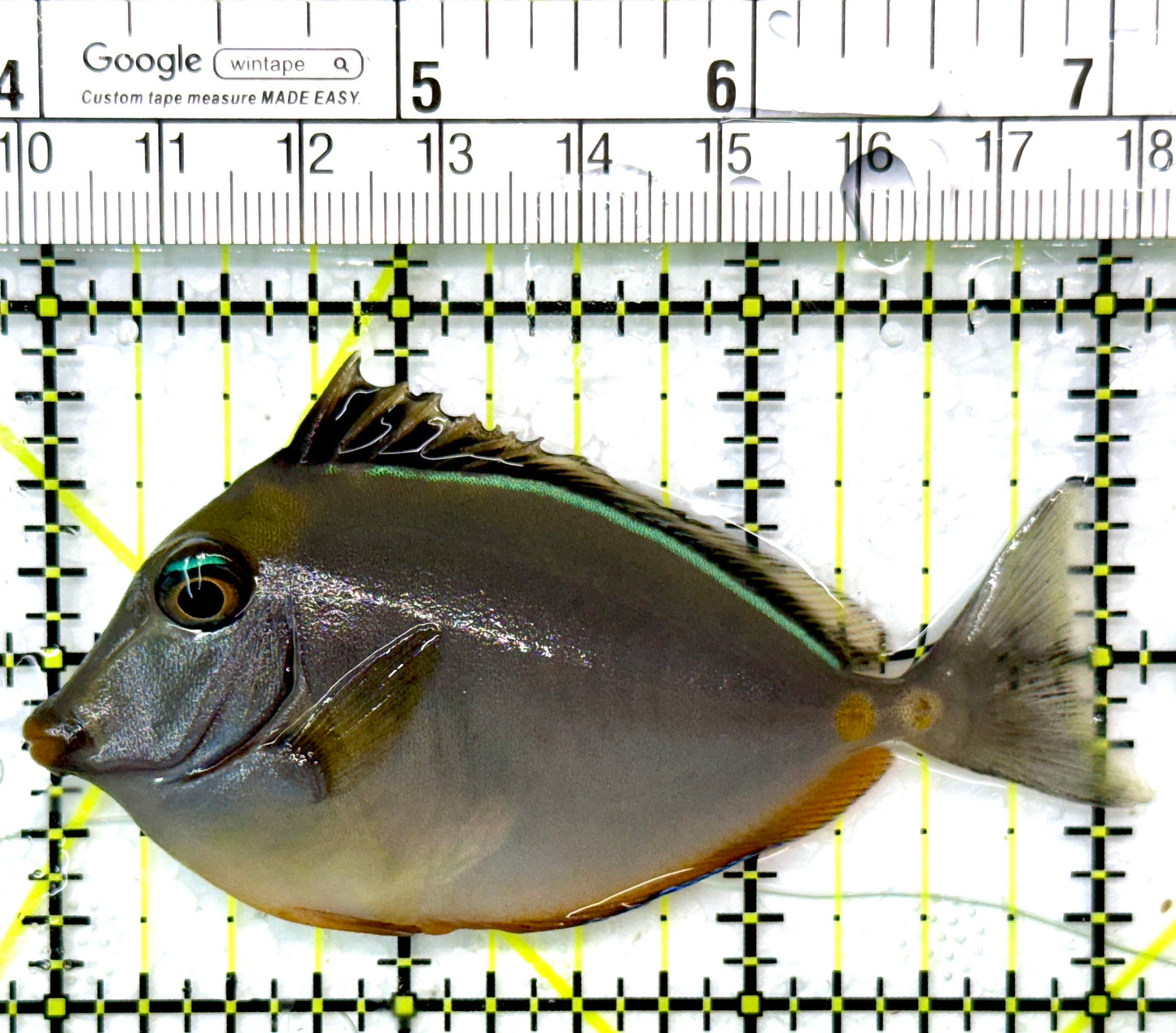 Naso Tang NT111001 WYSIWYG Size: S 3"