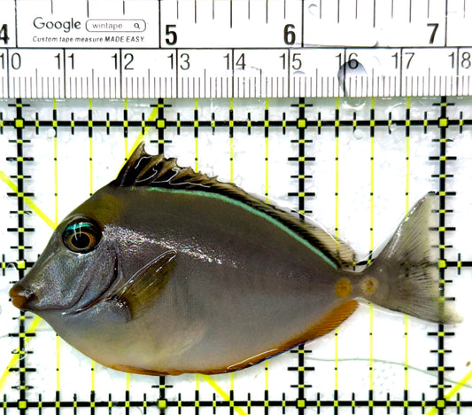 Naso Tang NT111001 WYSIWYG Size: S 3"