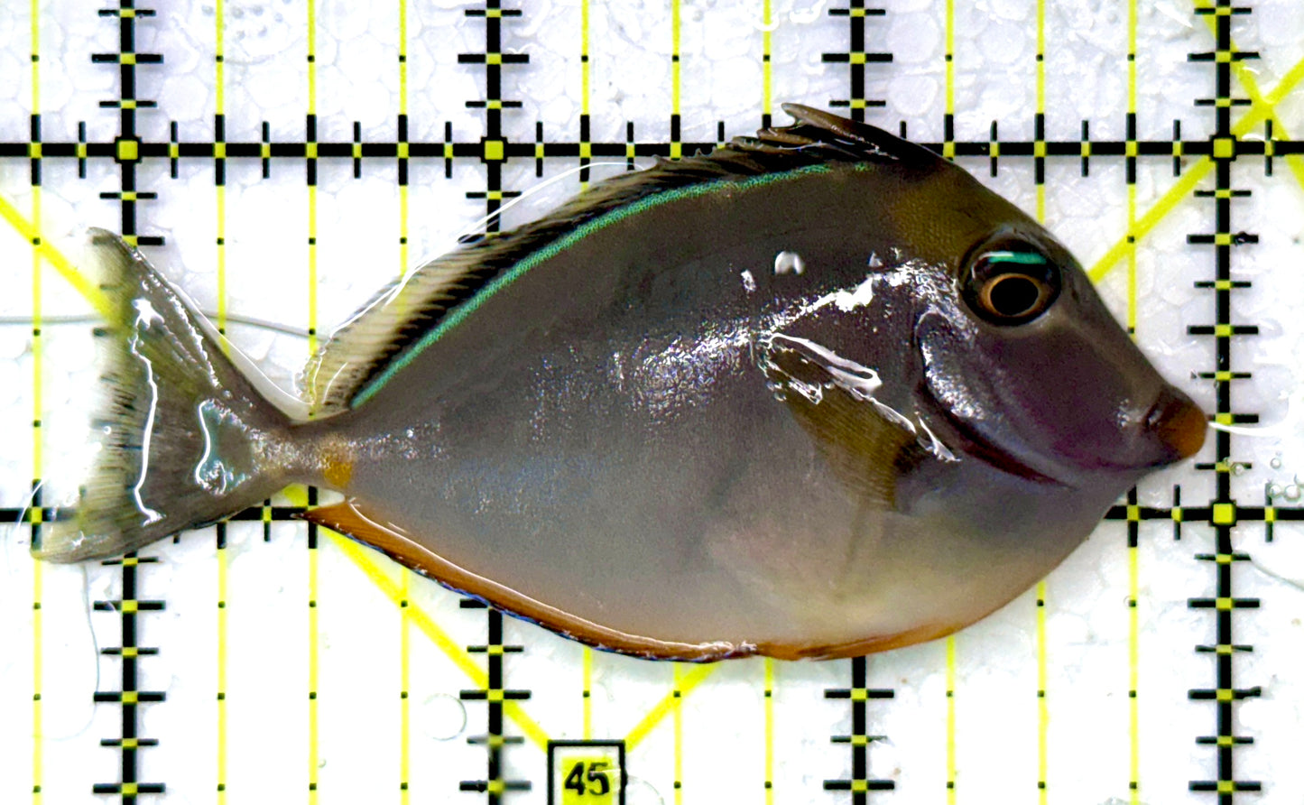 Naso Tang NT111001 WYSIWYG Size: S 3"