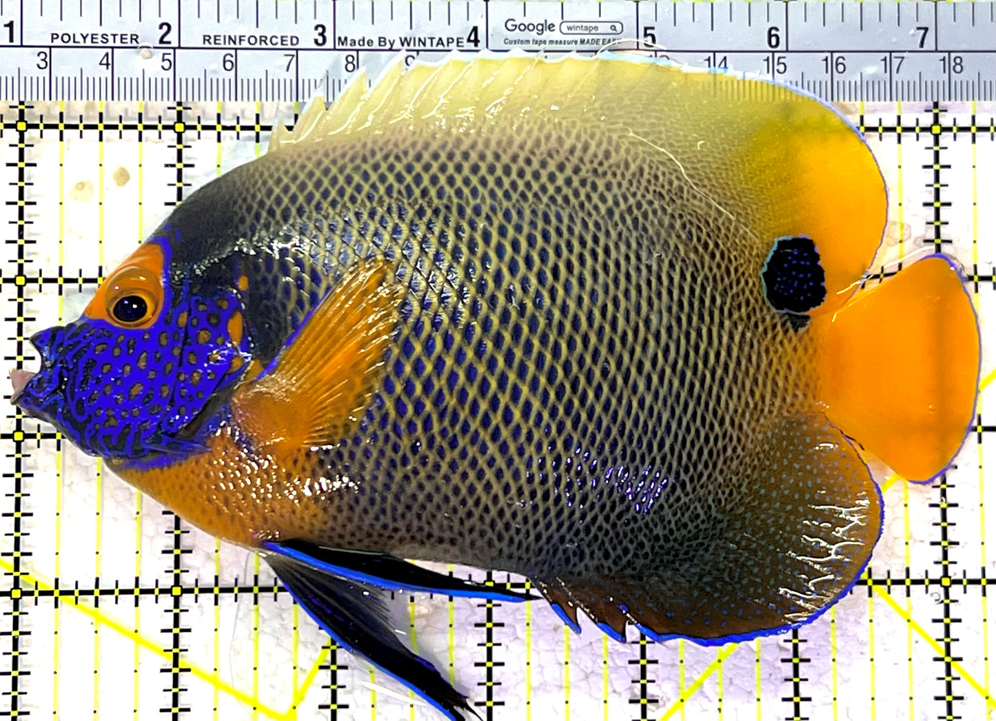 Blueface Angelfish Adult (Sumatra Vibrant Colors) BAA120903 WYSIWYG Size: XXL/Show 6.5" approx