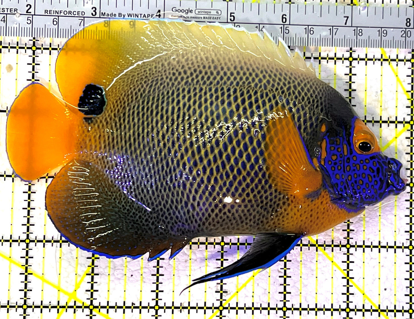 Blueface Angelfish Adult (Sumatra Vibrant Colors) BAA120903 WYSIWYG Size: XXL/Show 6.5" approx