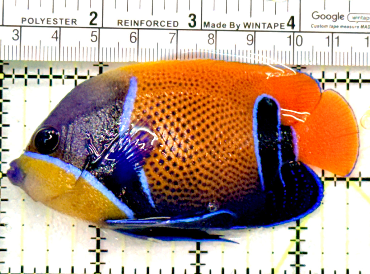 Majestic Angelfish MA100602 WYSIWYG Size: M 3.5" approx