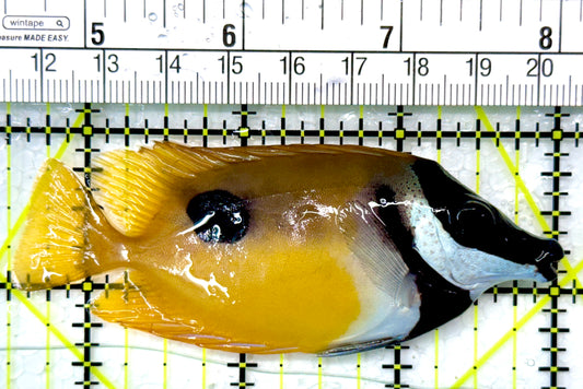 Onespot Foxface OF111001 WYSIWYG Size: M 3.5"