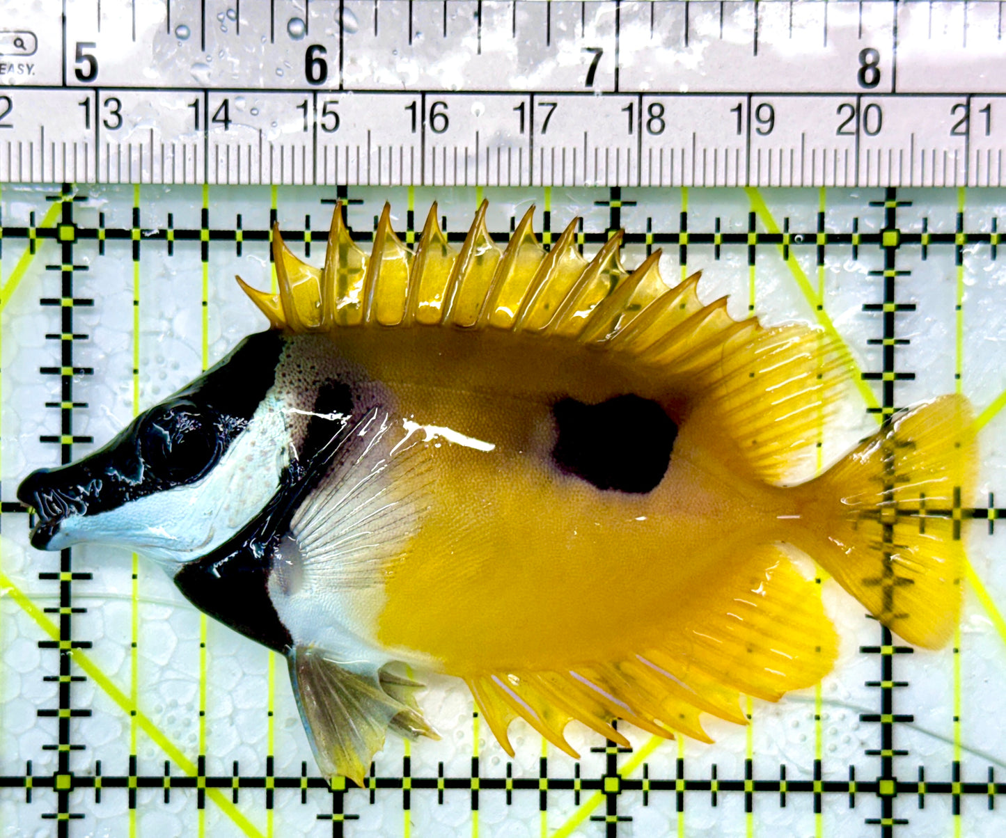 Onespot Foxface OF111001 WYSIWYG Size: M 3.5"