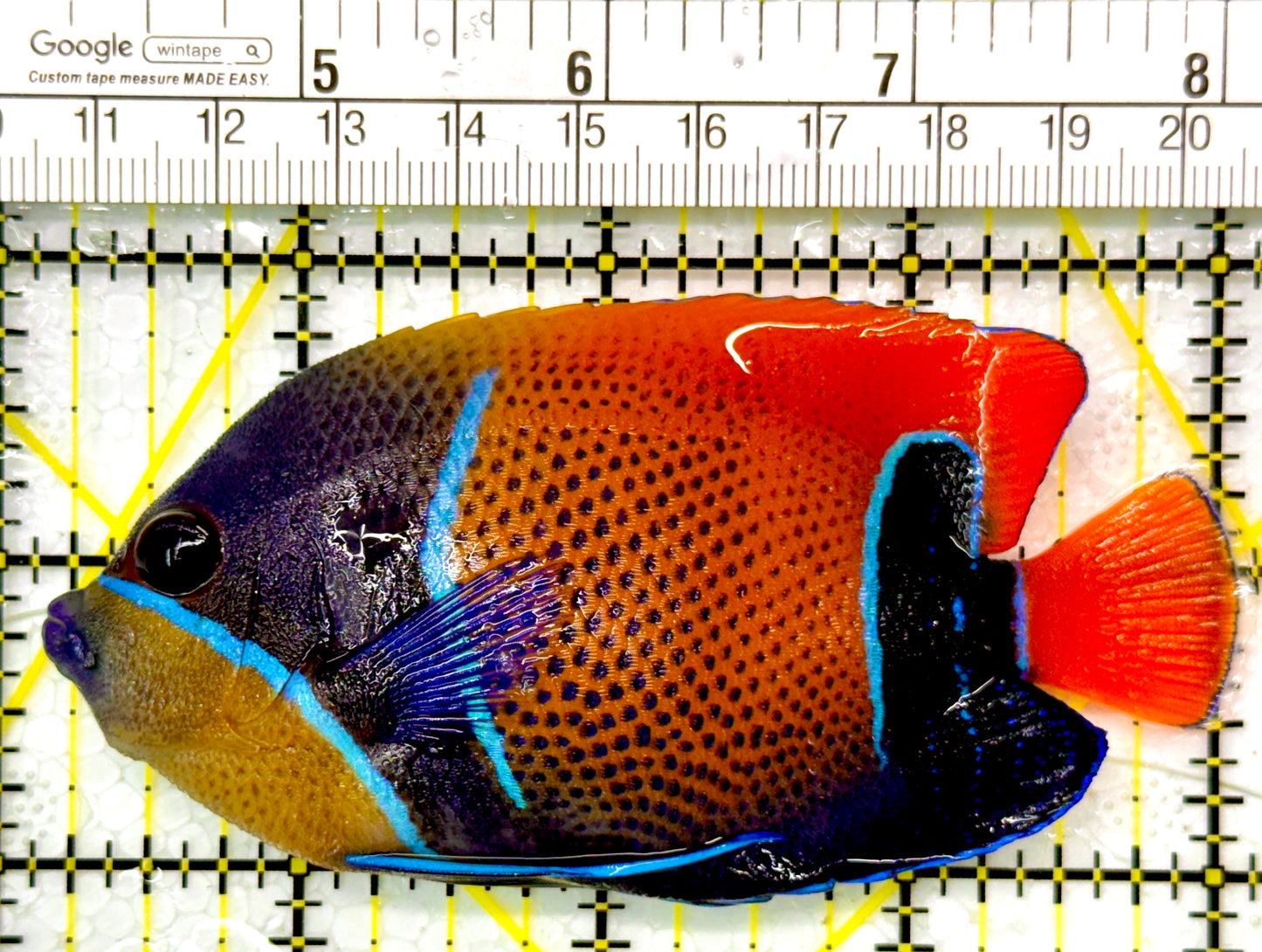 Majestic Angelfish MA111001 WYSIWYG Size: M 4"