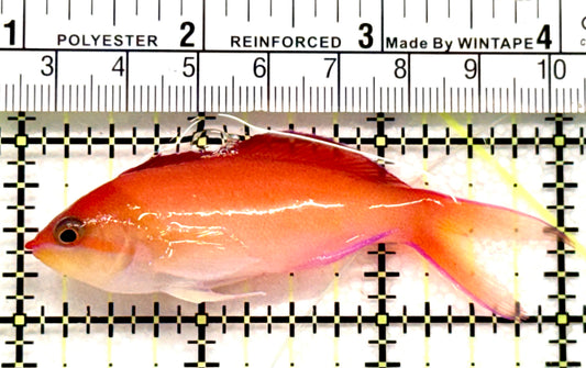 Ignitus Anthias IA100701 WYSIWYG Size: L 3" approx