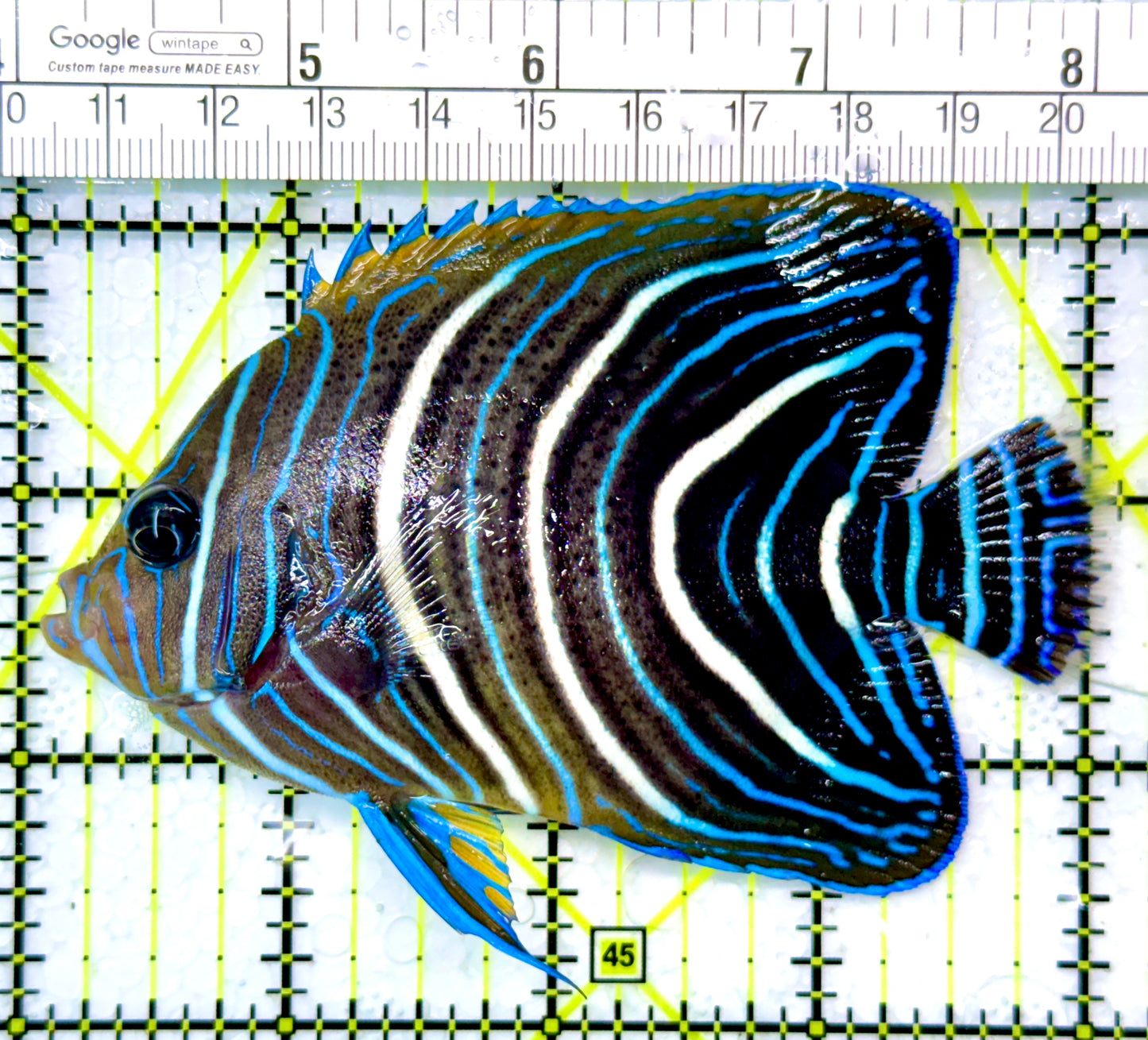 Koran Angelfish Juvenile KAJ111001 WYSIWYG Size: L 4"