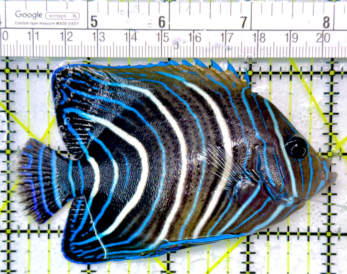 Koran Angelfish Juvenile KAJ111001 WYSIWYG Size: L 4"