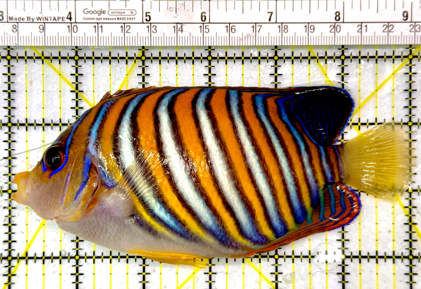 Regal Angelfish RA111002 WYSIWYG Size: XL 6"