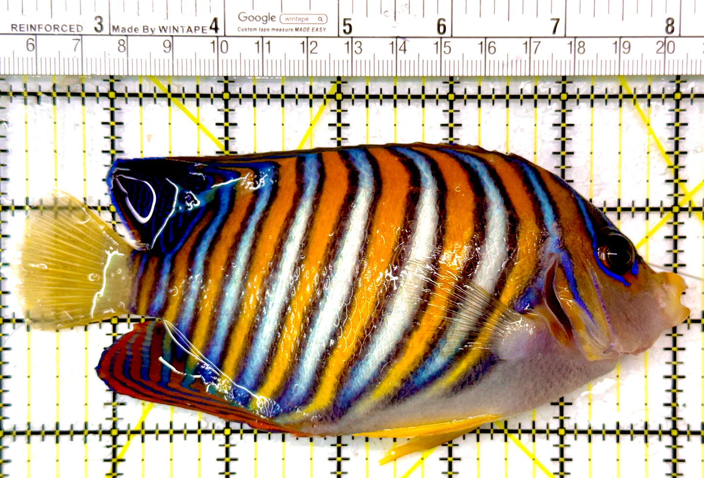 Regal Angelfish RA111002 WYSIWYG Size: XL 6"