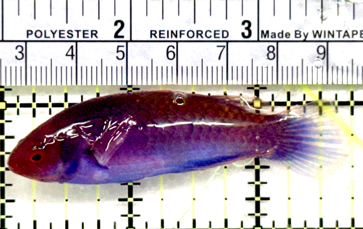 Blueside Fairy Wrasse BFW100601 WYSIWYG Size: L 2.75" approx