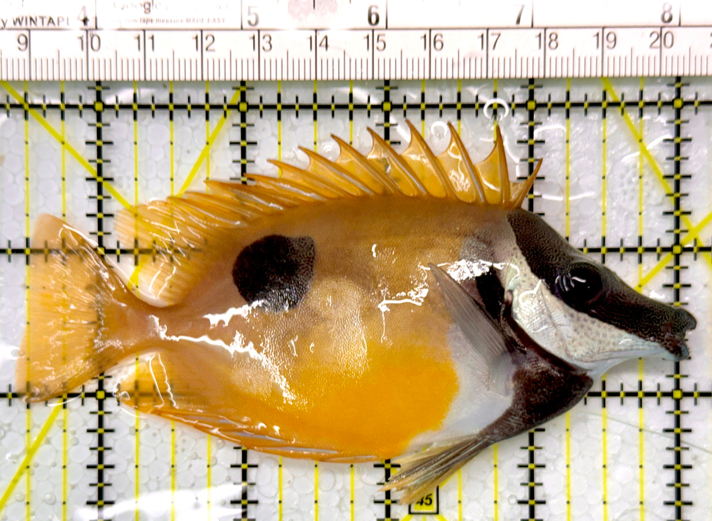 Onespot Foxface OF111002 WYSIWYVG Size: ML 4.75"