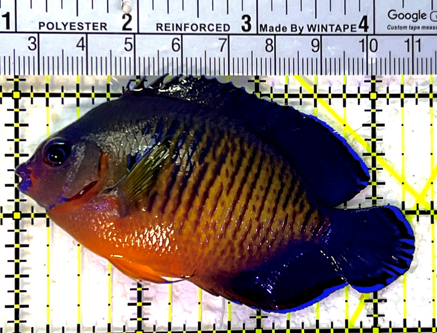 Coral Beauty Angelfish CBA120901 WYSIWYG Size: L 3.5" approx