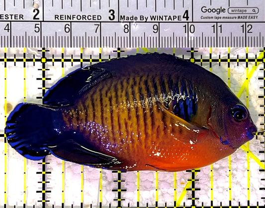 Coral Beauty Angelfish CBA120901 WYSIWYG Size: L 3.5" approx