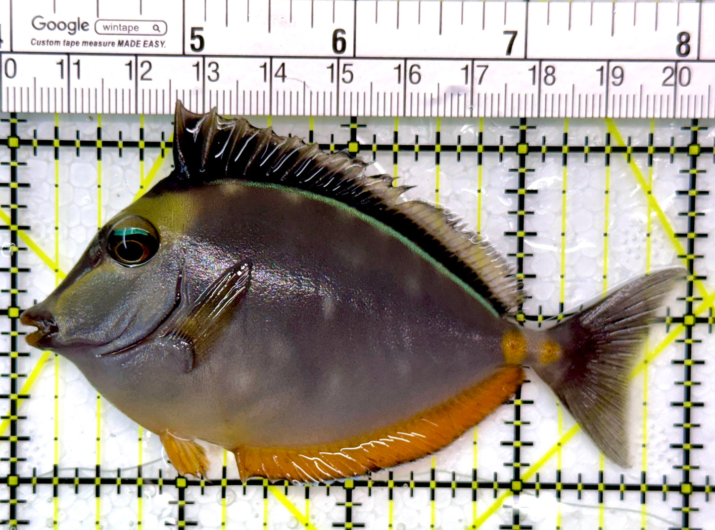 Naso Tang NT111002 WYSIWYG Size: M 4"