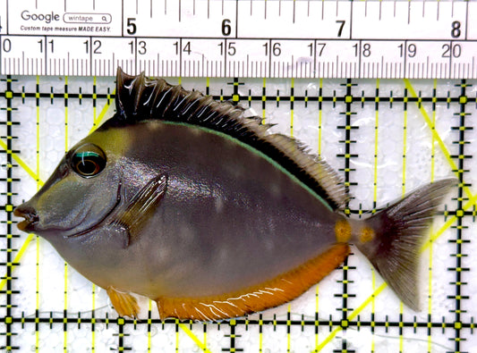 Naso Tang NT111002 WYSIWYG Size: M 4"