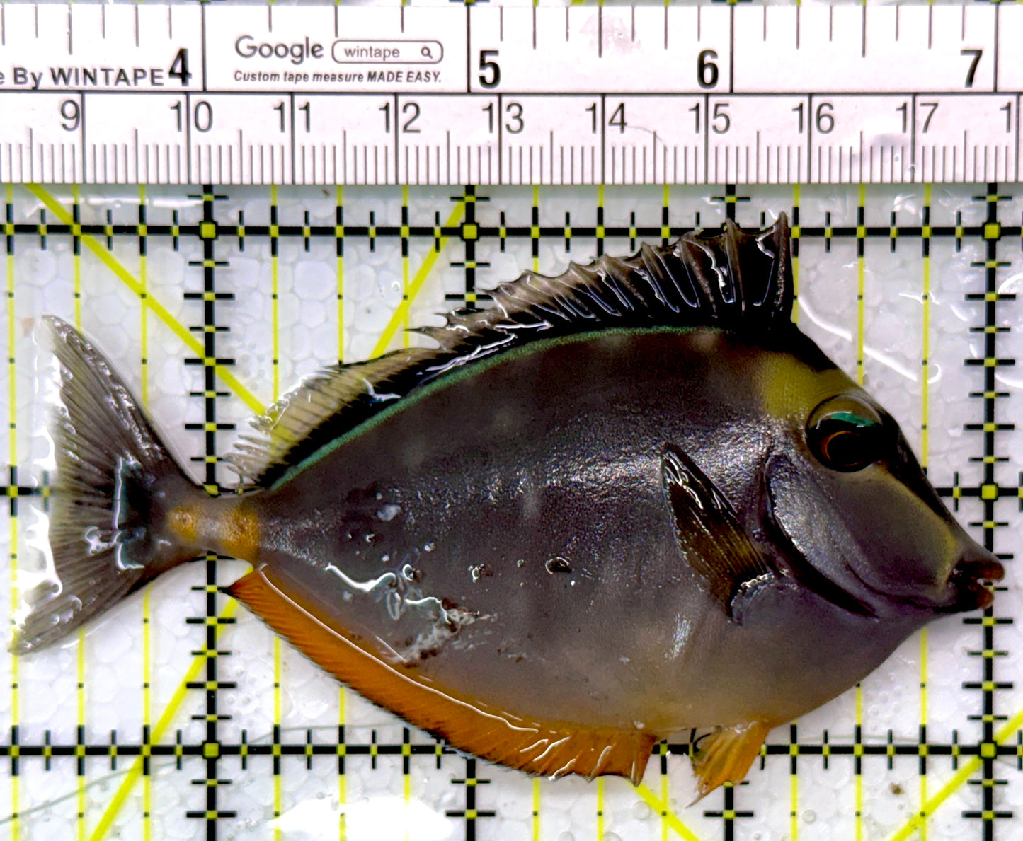 Naso Tang NT111002 WYSIWYG Size: M 4"