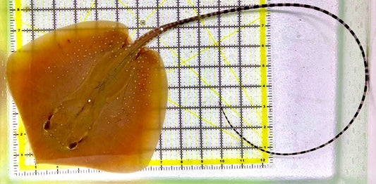 Rare Whiptail Sting Ray RWSR070101 (Species Uknown) Size: L 14" to 18"