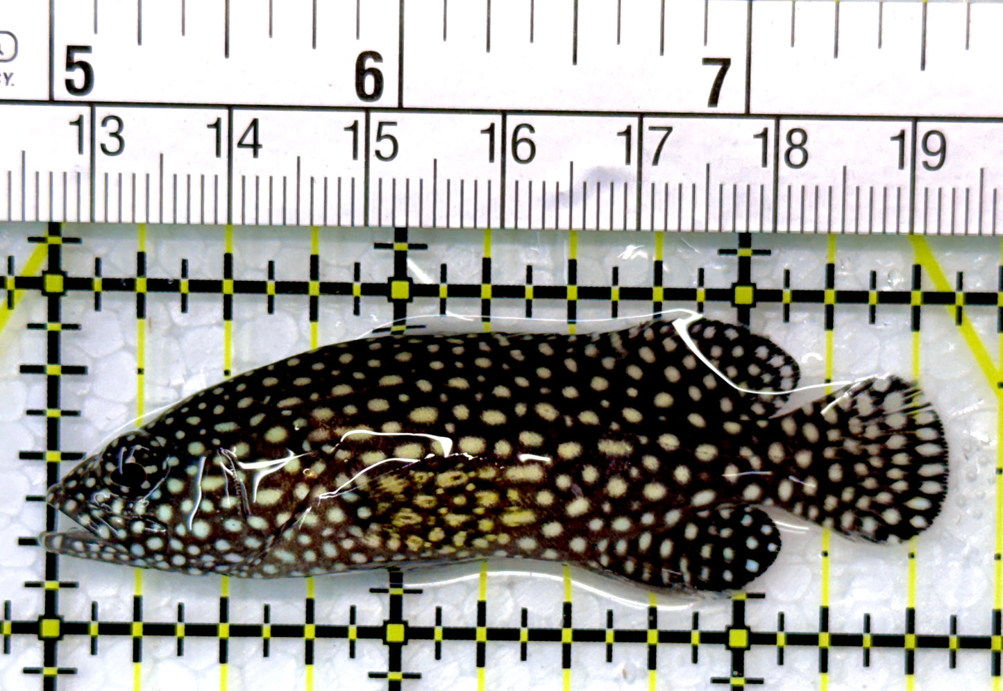 White Spotted Grouper WSG111001 WYSIWYG Size: M 2.5"