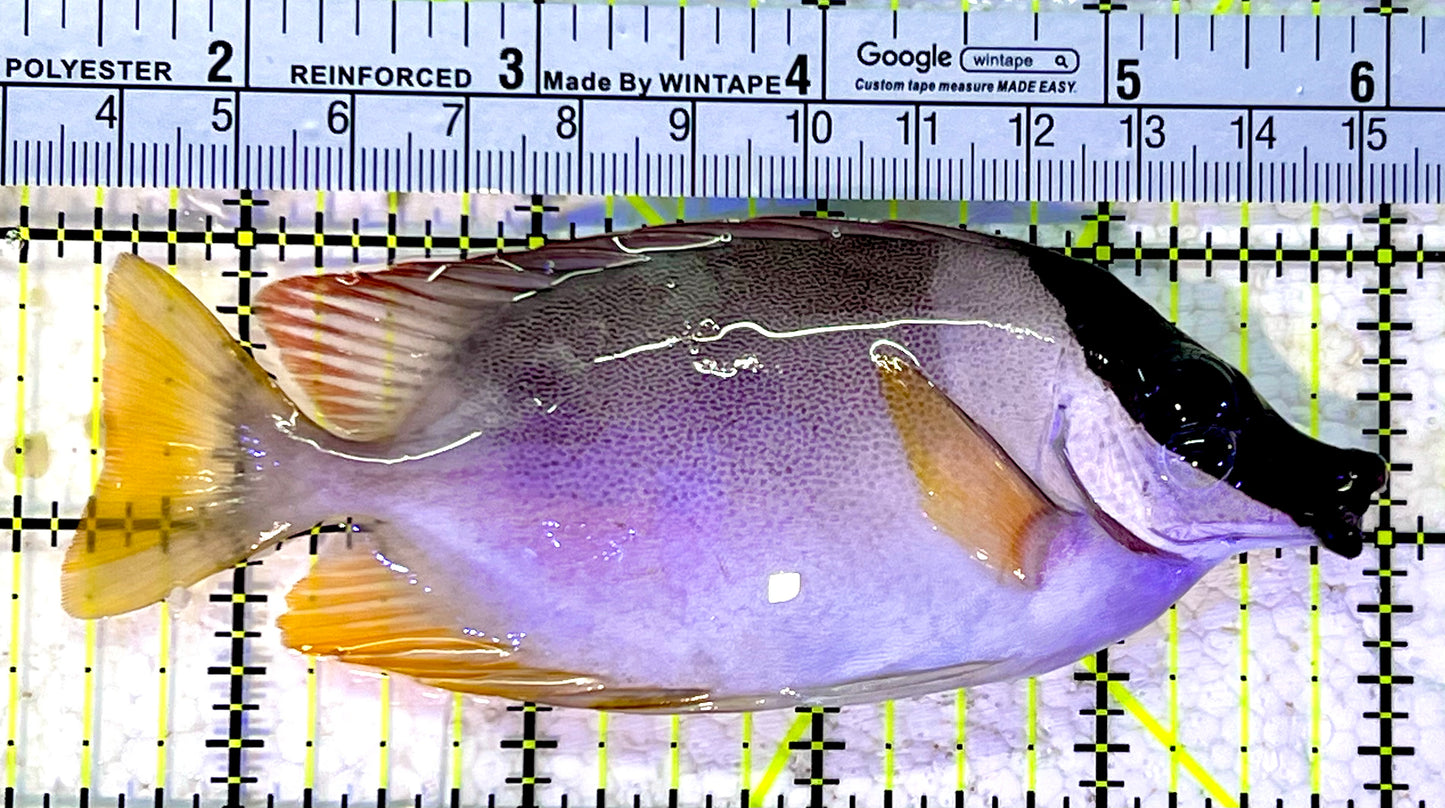 Magnificent Foxface MF120804 WYSIWYG Size : ML 4.75"