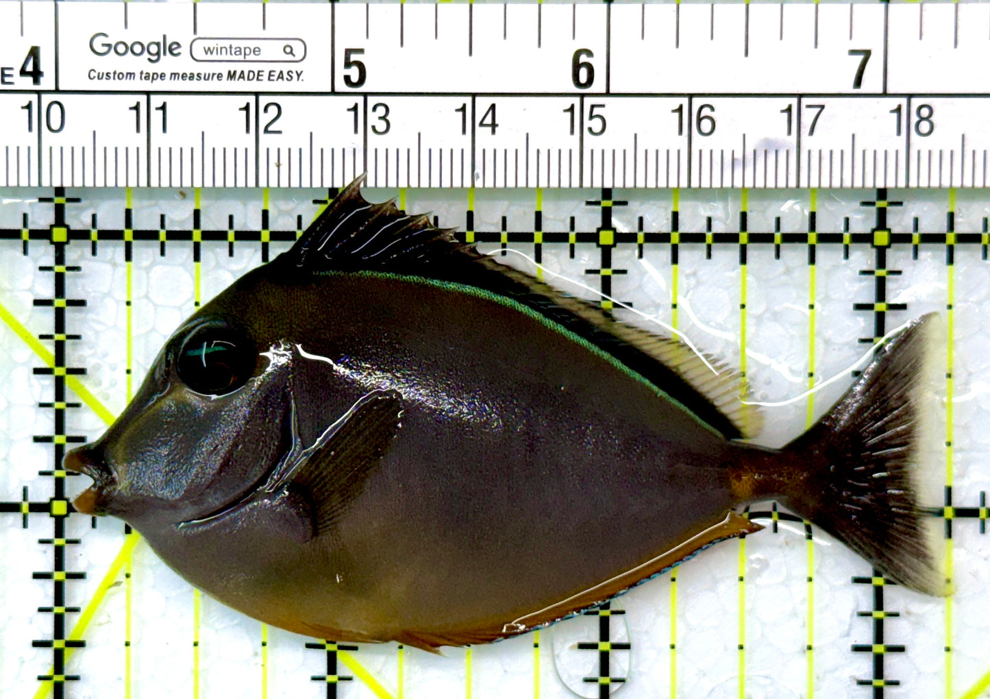 Naso Tang NT111003 WYSIWYG Size: M 3.25"